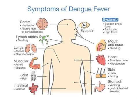 Dengue guidelines for diagnosis, treatment, prevention and control: QUT - Native Aussie plant kills dengue virus in QUT lab tests