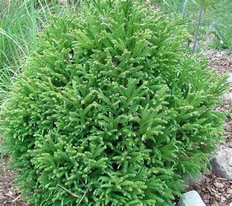 Shade Tolerant Evergreen Shrubs Zone 5 If You Arent Sure About Your