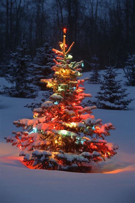 Christmas Tree With Lights Outdoors In Photograph By Carson Ganci Pixels