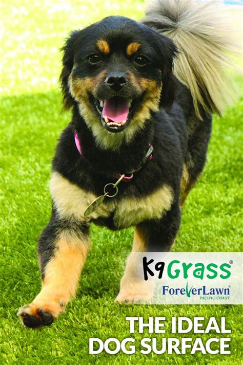 A dog grass box is a great solution for everyone living in the apartment, potty training a puppy or working long hours. K9Grass, the artificial grass designed specifically for ...
