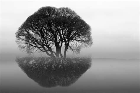 Wallpaper Reflection Sky Branch Calm Mirror Tree Illusion