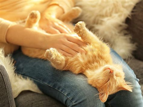 Why Does My Cat Love Belly Rubs A Cat Expert Explains Cat World