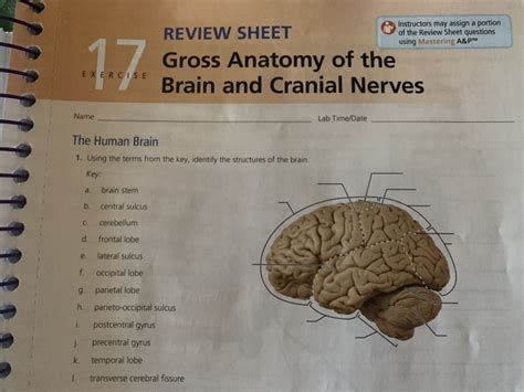 Gross Anatomy Of The Brain And Cranial Nerves Exercise Anatomy