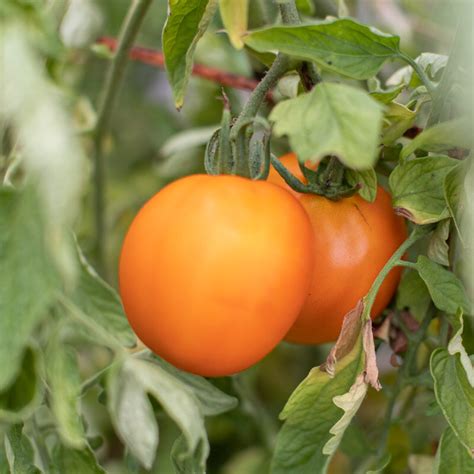 Tomate Orange Valencia Association Kokopelli