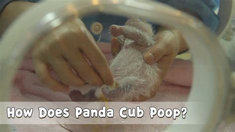 How Does Panda Cub Poop Ipanda Youtube