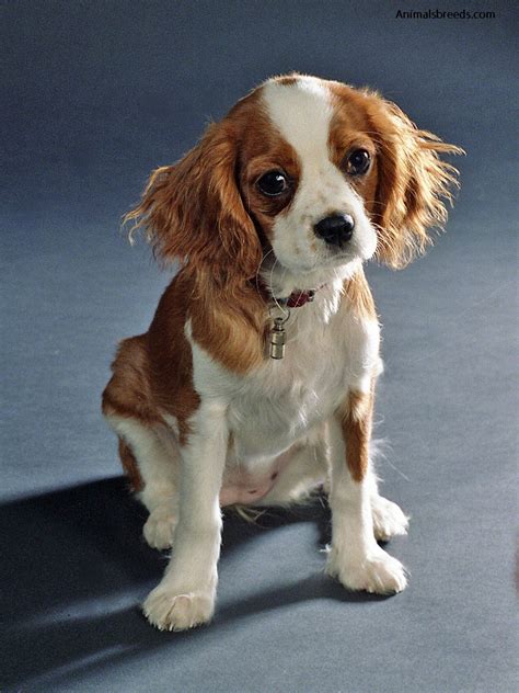 Cavalier King Charles Spaniel Pictures Information Temperament
