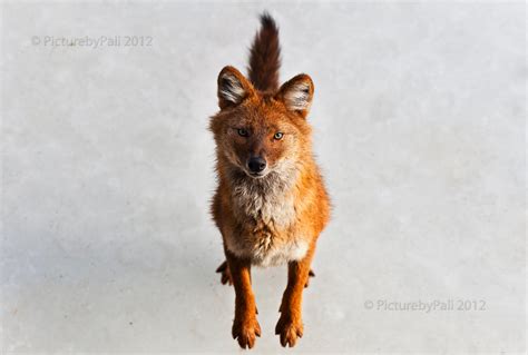 Animals Anonymous Dhole And African Wild Dog By Mouselemur On Deviantart