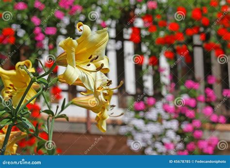 Yellow Mountain Lily Flower With The Background Of Other Flowers Stock