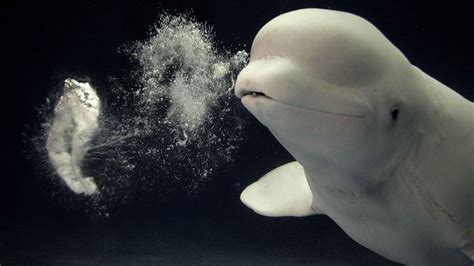 Beluga Whale Wallpapers Wallpaper Cave