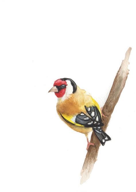 Goldfinch Goldfinch Wildlife Prints Bird Drawings