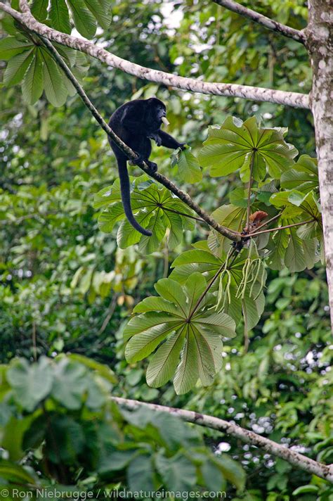 Mantled Howler Monkeys Photos By Ron Niebrugge