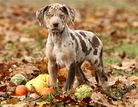 Catahoula Leopard Dog Breed Information Pictures