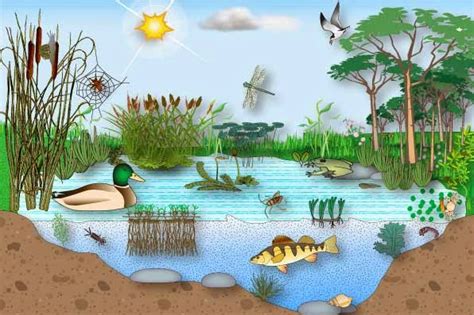 Animado imagenes para colorear de simon bolivar; Los Ecosistemas