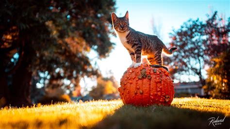 A Kitten On A Pumpkin