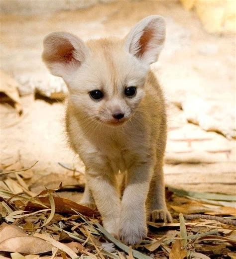 In Conclusion Adorable These Baby Fennec Foxes Will Make Your Heart