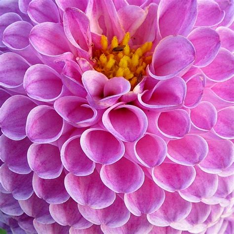 Hd Wallpaper Pink Dahlia With Close Up Photography Dahlias Flowers