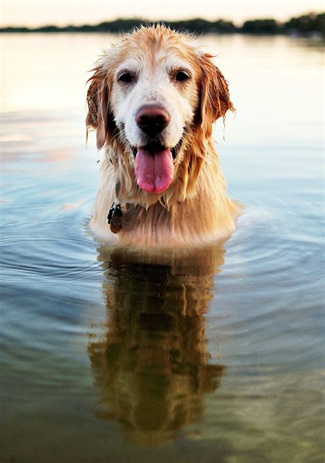 Inspirational Dog Portrait Photographs Dogs Happy And