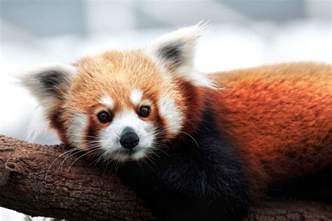 Red Pandas Are Actually 2 Separate Species