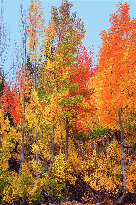 Autumn Blaze Photograph By Lynn Bauer Fine Art America