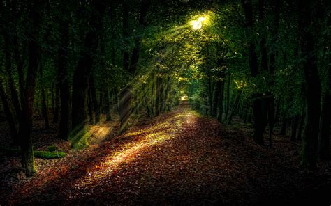 Download Wallpaper 3840x2400 Forest Autumn Path Sunlight 4k Ultra Hd