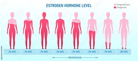 Creative Vector Illustration Of Estrogen Hormone Level Menopause Chart