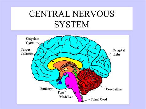 Nervous System Diagram Labeled Brain