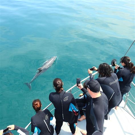 Tour Seal Dolphin Swim Sea All Dolphin Swims