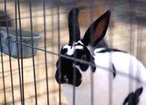 The advantages are closely related to the reproductive and feeding behaviour of and not much space is needed. How to Manage Your Rabbitry: Daily, Weekly, and Monthly Rabbit Management Program # ...