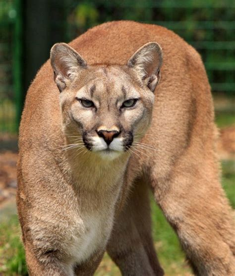 Le Couguar Puma Lion Des Montagnes Images Photos Gratuites FOTOMELIA