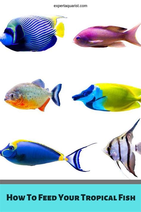 Best Tropical Fish Food And Feeding Guide Expert Aquarist Tropical