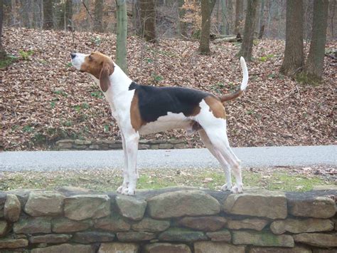 Treeing Walker Coonhound