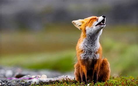 Singing Red Pet Fox Red Fox Fox