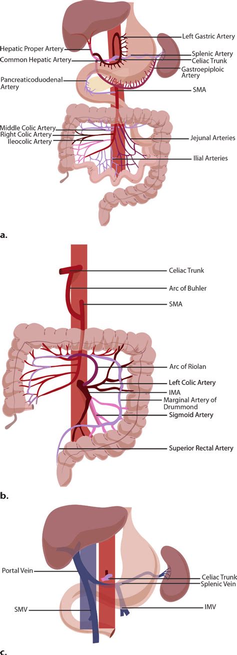 Illustrations Show The Anatomy Of The Celiac Trunk And Sma A The Ima Download Scientific