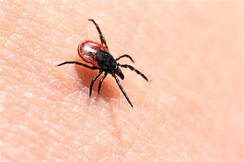 The Growing Threat Of Lyme Disease Alive Magazine