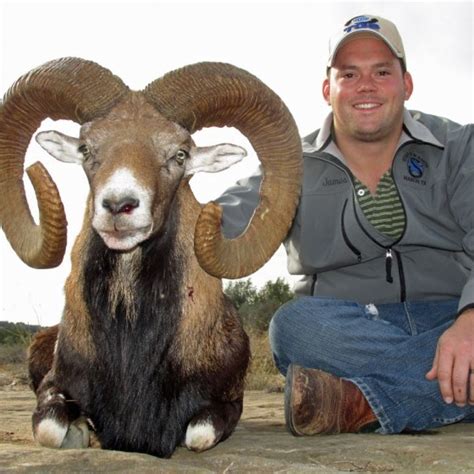 Mouflon Sheep Hunts Star S Ranch