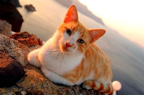 Kucing Persia Persian