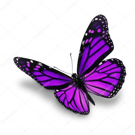Purple Butterfly Stock Photo By ©thawats 64978017