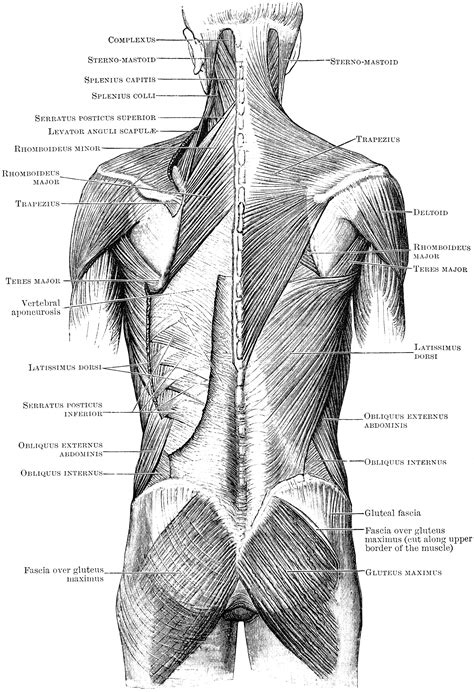 Superficial Muscles Of The Back Clipart Etc