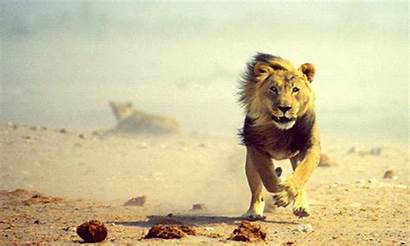 Lion Leo Animated Gifer Morana