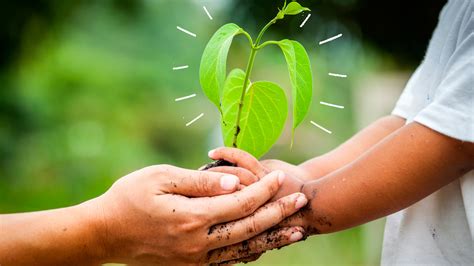 What Is Environmental Sustainability and Why Is It Important