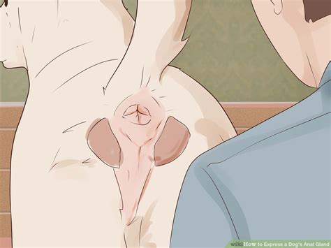 How To Express A Dogs Anal Gland With Pictures Album On Imgur