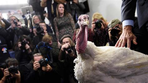 meet this year s presidential pardon turkeys peas and carrots