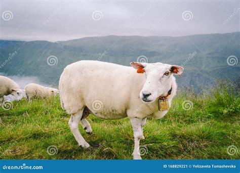 Sheeps On Mountain Farm On Cloudy Day Norwegian Landscape With Sheep