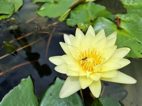 Premium Photo Honey Bee Pollinating Of A Yellow Water Lily Or Lotus