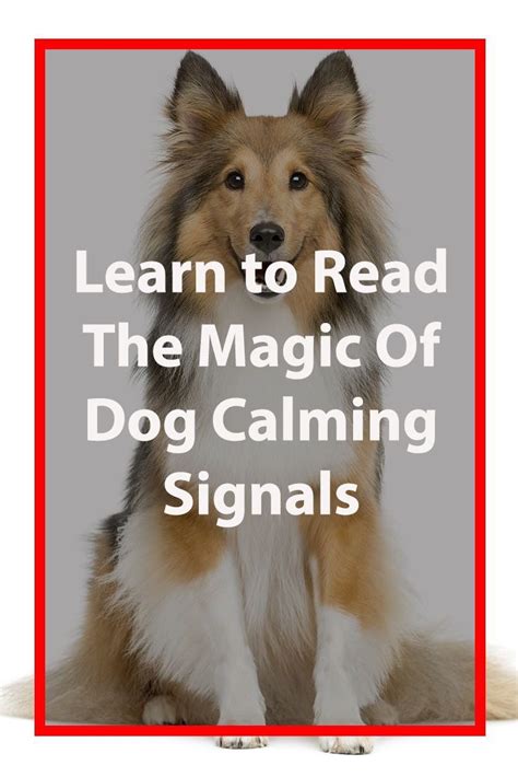Calming Signals In Dogs Calm Dogs Dogs Beautiful Dogs Puppy