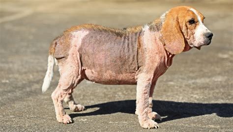 6 Known Dog Skin Conditions And What To Do About Them Right Now