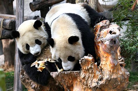 Classification Of Giant Panda Panda Volunteer Work Travel Guide