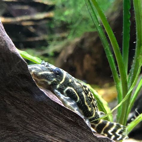 Columbian Zebra Pleco L 129 Hypancistrus Debilittera Mori Aquatics