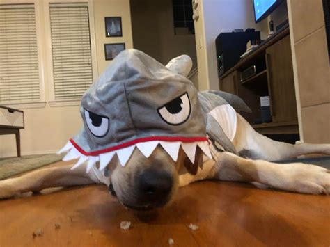 A Very Rare Land Shark Trolling For Cookies And Dust Bunnies Rrarepuppers