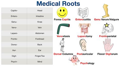 What Body Parts Do These Word Roots Describe
